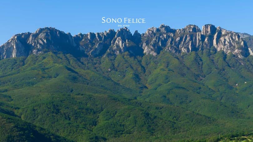 SONO FELICE DEL PINO